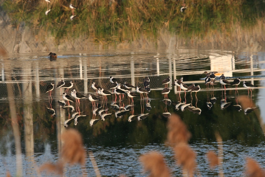 セイタカシギの群れが、水面に立ち一か所に集まっている様子を写した写真