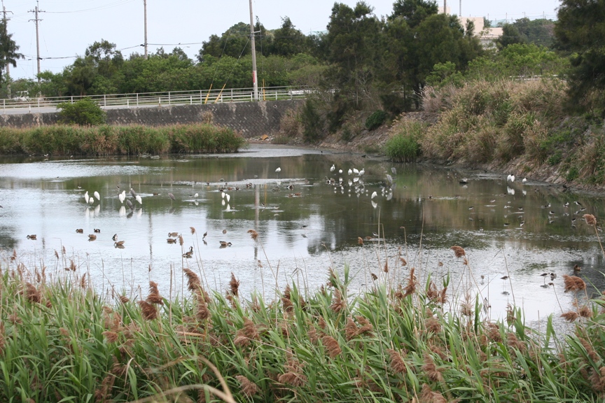 数十羽におよぶいろいろな種類の水鳥が三角池の中で餌を探したりしている写真