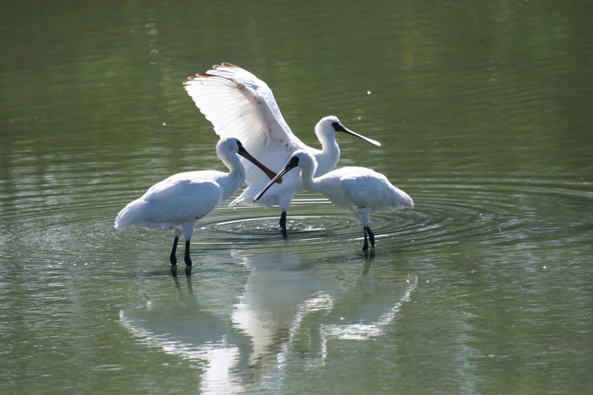 水面に立つ、真っ白い体色が特徴的な三羽のクロツラヘラサギの写真