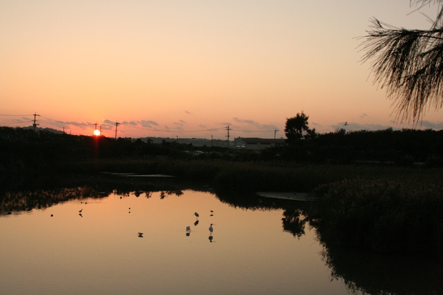 橙色の夕日の中、数羽の水鳥が三角池に集まっている写真