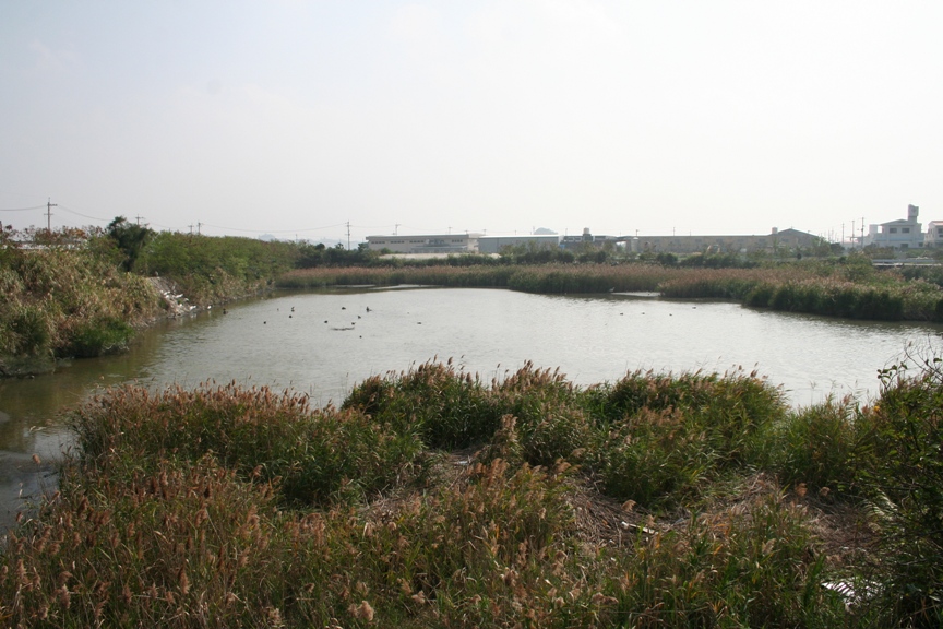 三角池の周りが背の高い水草でおおわれている様子がわかる、少し離れたところからの全景写真