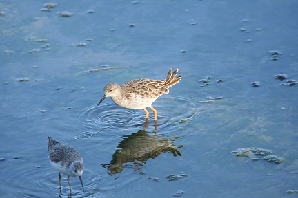 二羽のエリマキシギが、水面に立ち狙いを定めて水中の餌を取ろうとしている写真