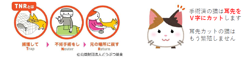 左にTNRのフロー図があり、中央に耳先をV字にカットした猫のイラスト。右に文章で手術済みの猫は耳先をV字にカットします。耳先カットの猫はもう繁殖しませんと書かれたイラスト