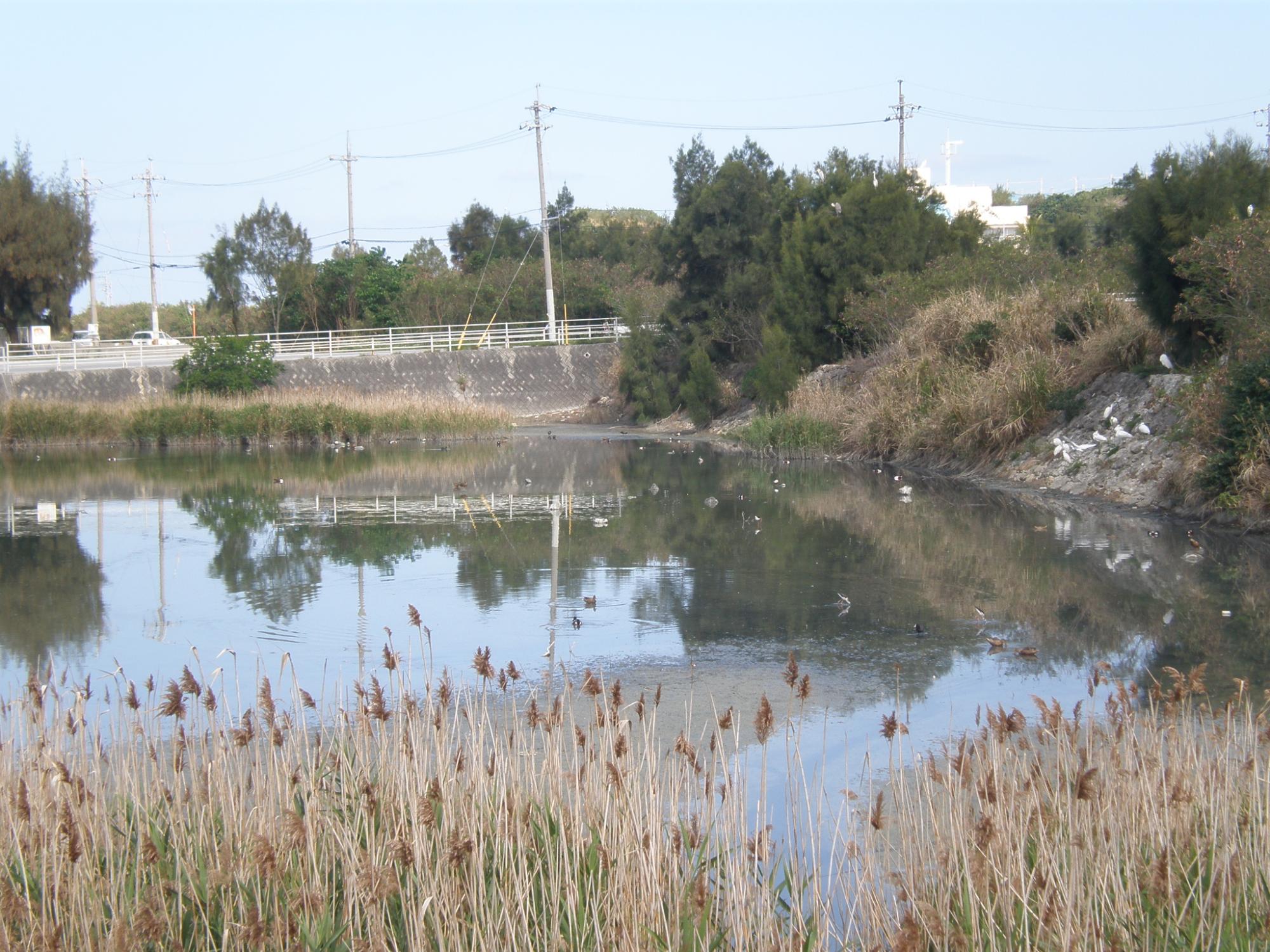第一遊水地、通称「三角池」にいろいろな種類の水鳥が集まっている様子を撮影した写真