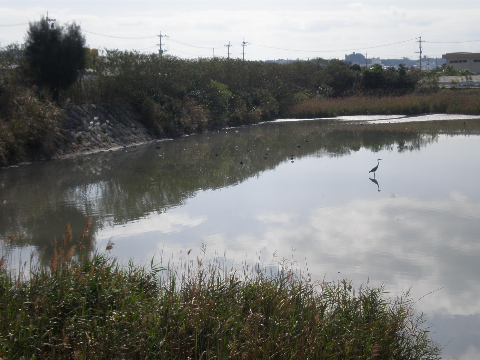 朝の三角池にポツンと一羽の水鳥が立ち、もう一羽いるかのように鏡のような水面に映っている写真