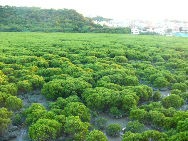 まるでブロッコリー畑のように青々と茂ったマングローブ育成地の写真