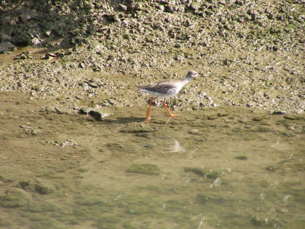 小さい体に、黄色の足が特徴的なタカアシシギが少し残った干潟の水の上を歩いている写真