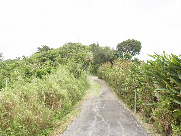 植物が両側に生い茂っている小道が、奥まで続いている写真