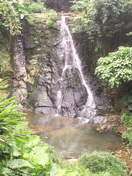 崖の上から、水が流れ落ちている木々に囲まれた滝の写真