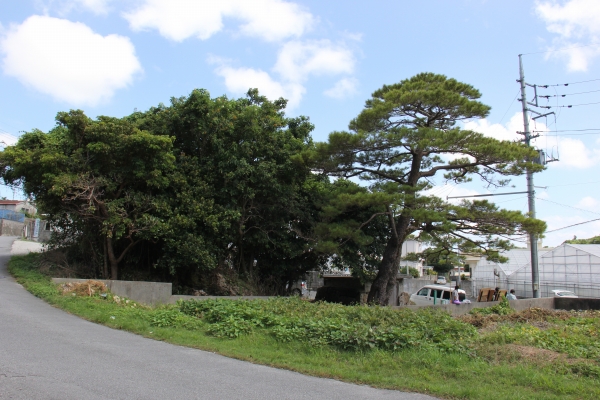 道路の脇で松の木や木々が茂っている写真