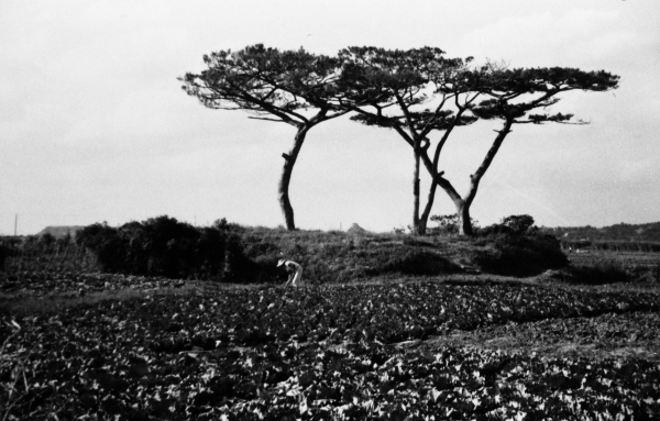 3本の松の木を背に、畑作業をしている人が映っている白黒写真