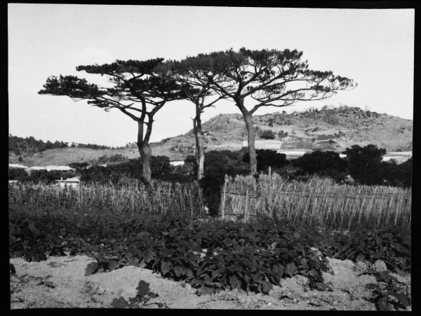 3本の松の木が、畑の奥に並んで生えている白黒写真
