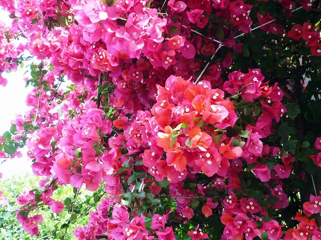 赤に近いピンク色のブーゲンビリアの花の写真
