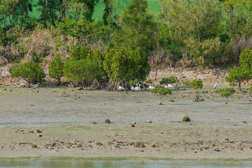 干潟の木々の近くに集まる鳥類の写真